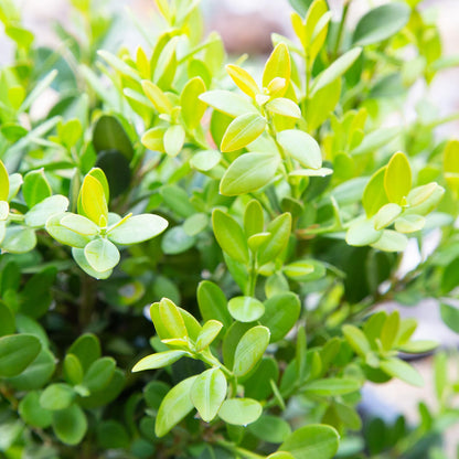 2.5 Gallon - Green Velvet Boxwood