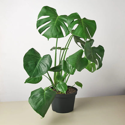 5 Pack Philodendron Monstera Split-Leaf in 6in Pot - Live Plants Tropical Houseplants | Variegated | USA Growers | The Snobby Leaf