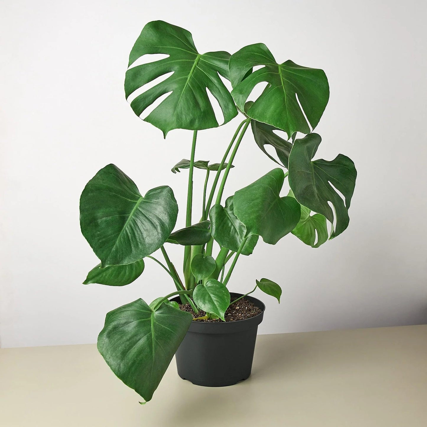 2 Pack Philodendron Monstera Split-Leaf in 6in Pot - Live Plants Tropical Houseplants | Variegated | USA Growers | The Snobby Leaf