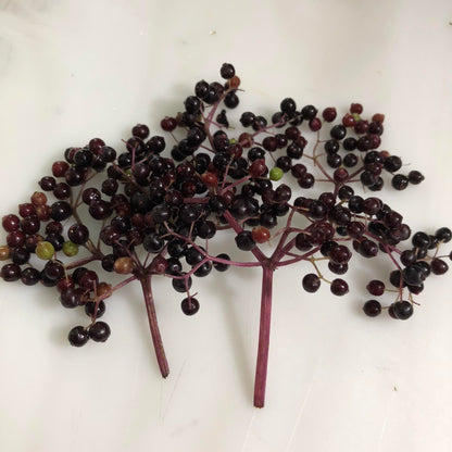 Smoke Camp Crafts Organic Elderberry Stake (Sambucus Canadensis) Perennial Elderberry Bush Starter Plant
