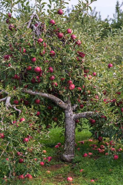 Live Plant - Pink Lady Apple Tree - 24-36" Tall - Live Plant - Malus domestica ‘Cripps Pink'