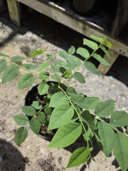 Tropical Grosella Tree Live Plant, Phyllanthus Acidus, Otaheite Gooseberry Fruit Tree, Seed Grown 8-12 Inch, USDA Zones 10-11, Outdoor Growing