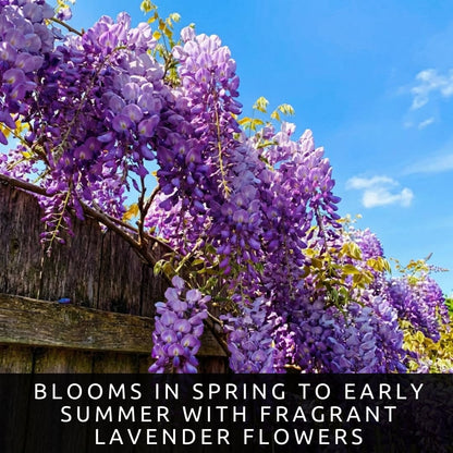 Wisteria Live Plants 1–2 Ft Tall – Flowering Wisteria Vine (Wisteria Floribunda) – Fast Growing Climbing Plant for Garden, Trellis, Pergola & Bonsai Training (2 Plants)