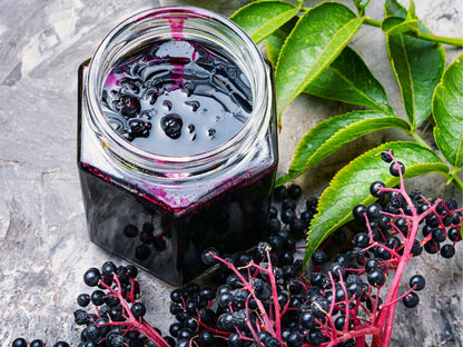 3 American Elderberry Trees Live Plant for Planting, Black Elderberry Bush Live Plants, Bareroots 6-12 Inc Tall, Sambucus Canadensis Elderberry Plant Live, Elderberries Fruit Tree