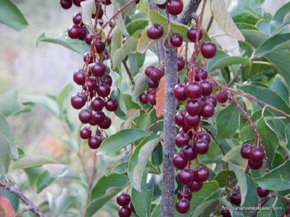 24-36" Tall Chokecherry Prunus virginiana, 2-3 Year Old Bare Root Plant