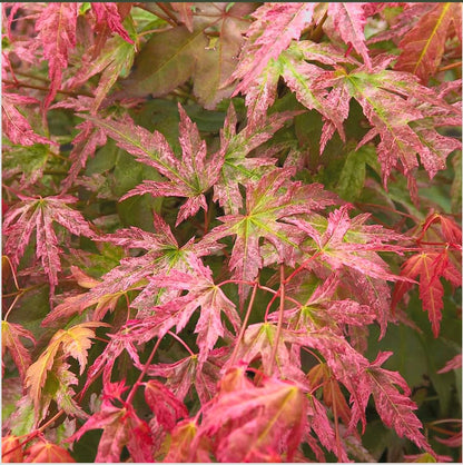 Phoenix Japanese Maple 2 - Year Live Plant