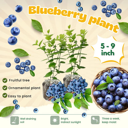 2 Blueberry Trees Live Plants 5 to 9 Inch Tall, Sweet Blueberry Bush Live Plant for Planting, Blueberry Fruit (Emerald Blueberry)