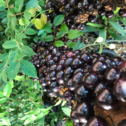 Live Black Jaboticaba Tree Plant, Brazilian Jabuticaba Plant, Sweet Fruit Tree, 1 Feet Tall for Outdoor Planting