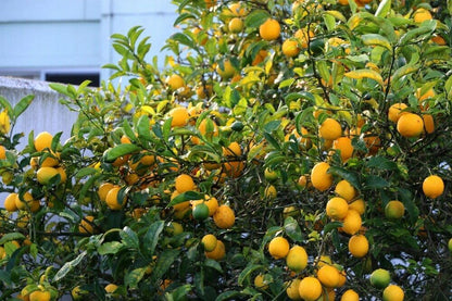 Live Meyer Lemon Tree - 2-5 Inch Tall Live Plant - Potted Seedling - Yellow Lemon Fruit Plant - Citrus x meyeri