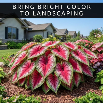6 Classic Pink Caladium Bulbs for Planting - Beautiful Spotted Leafs Stand Out - Perennial Hosta, Elephant Ears, Fancy (6 Bulbs)