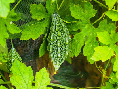 40 Bitter Gourd Seeds for Planting, High-Germination Indian Bitter Melon, Non-GMO Seeds for Home & Garden, Ideal for Outdoor Growing