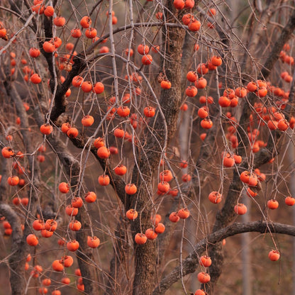 Persimmon Tree Live Plant, 6-12 Inch Tall Plant Well Rooted in Quart Pot, 1 Year Old, Dormant in Winter
