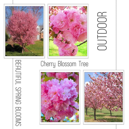 Cherry Blossom Tree Live Plant, 8-12" Tall, Ornamental Flowers for Outdoor Planting, in Pot (Double Pink Cherry)