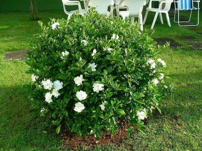 Live Plant - Gardenias (Gardenia jasminoides Ellis) 1’-2’ feet Tall