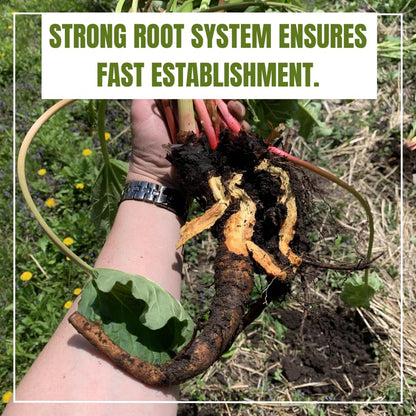 Common Rhubarb Plant Roots Live, 5 Large Rhubarb Plants Roots for Planting, Vegetable Plant for Gardening Indoor Outdoor