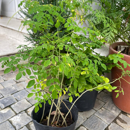 Moringa Tree Live Plant in 4 Inc Pot, 6"-12" Malunggay Drumstick Trees, Horseradish Herb Moringa Plants, Deciduous Tree
