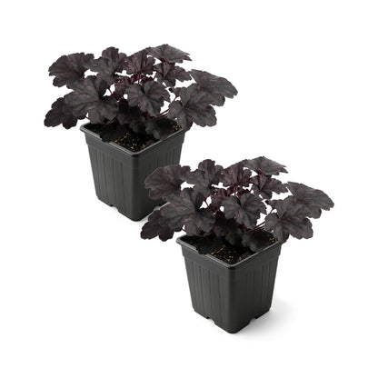 Live Heuchera Coral Bells 2-Pack – Black Olive – Shade Perennial Foliage Plant, 10” Tall, 1 Qt Pot