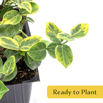 6 Green ‘n’ Gold Euonymus – Variegated Evergreen Shrub for Groundcover, Borders & Low Hedges (Euonymus fortunei ‘Emerald ‘n’ Gold’) in 3.5″ Cubes, Live Plants