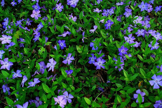 24 Vinca Plants, Vinca Minor Ground Cover Plant Periwinkle Plants Live, 6 to 8 Inc Tall, Vinca Well Rooted for Garden