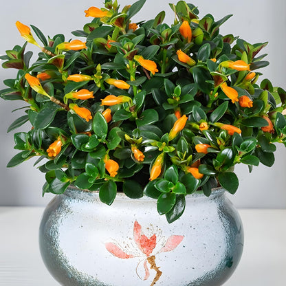 Goldenfish Plant for Planting in 4-Inch Pot | Vibrant Trailing Goldfish Live with Orange Blooms | Perfect for Indoor Displays | Unique Gift for Plant Enthusiasts
