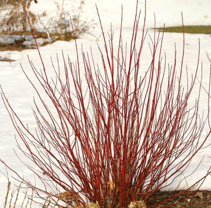 Red Twig Dogwood Shrub/Bush - (Red Osier) - 6-12" Tall - Quart Pot - Live Plant - Cornus sericea
