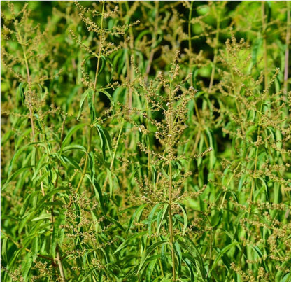 Lemon Verbena Plant, 4-Inch Tall, Well Rooted, Easy Care, Aromatic and Edible Herb Live Plant, Ideal for Containers, Patio & Outdoor Planting
