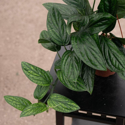 RedCrocus - RedCrocus Peru Monstera Deliciosa 'Peru' - Indoor Tropical Foliage Plant, Large Perforated Glossy Leaves, Pet & Deer Resistant, Indoor & Container Friendly 6" Pot