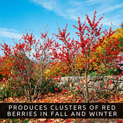 3 Winterberry Holly Plants for Growing (Ilex verticillata) Live Shrubs | Brilliant Red Winter Berries | Native Deciduous Holly for Landscaping & Wildlife (3 Plants)
