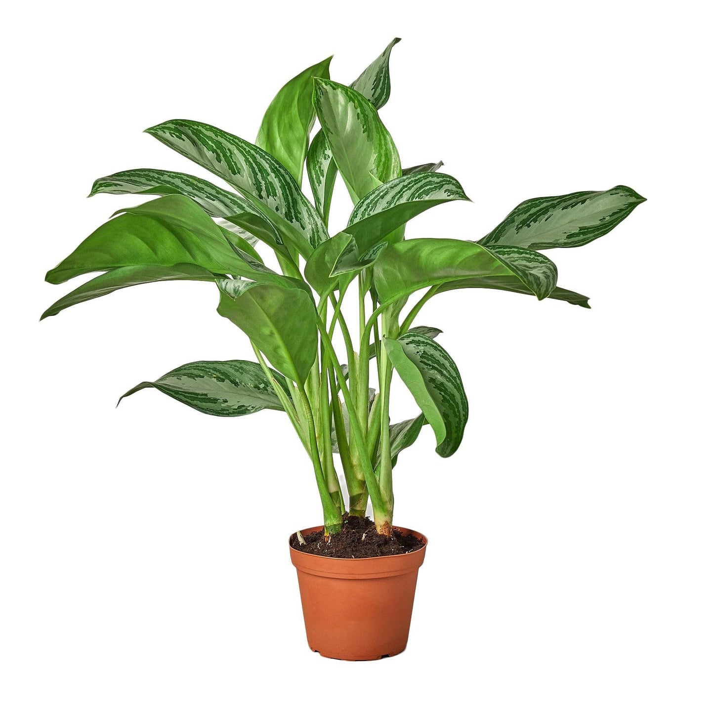 3 Pack Chinese Evergreen 'Silver Bay' in 6in Pot - Live Plants Tropical Houseplants | Variegated | USA Growers | The Snobby Leaf