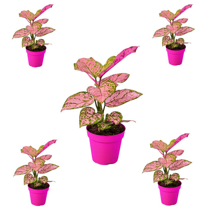 5 Pack Chinese Evergreen 'Lady Valentine' in 2in Pot - Live Plants Tropical Houseplants | Variegated | USA Growers | The Snobby Leaf