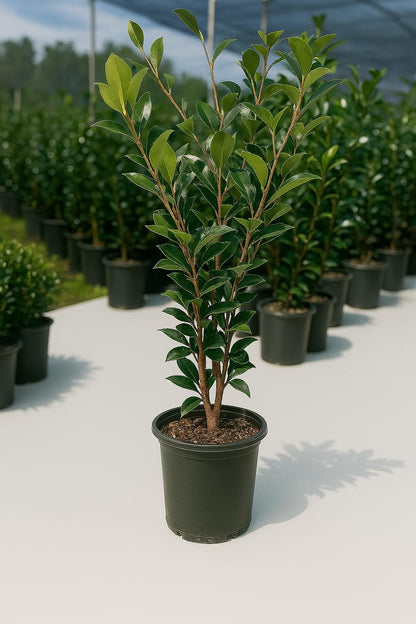 Autumn Rocket Camellia Plant, 1 Trade Gallon/3 Quart White Double Flowers, Columnar Evergreen Shrub