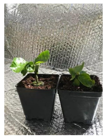 Live Plant - Whipped Cream-Small Rooted Exotic Tropical Hibiscus Starter Plant