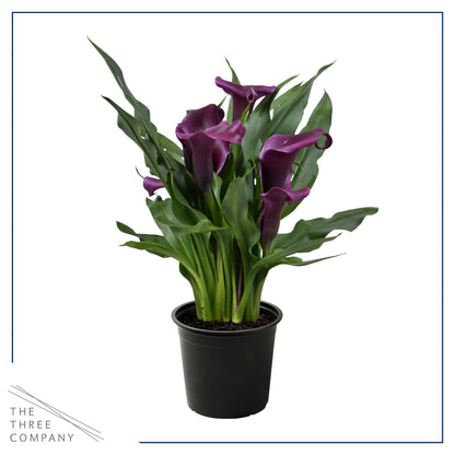Live Flowering Calla Lily (2 Plants Per Pack) - Purple, 3+ Blooms - Beautiful Spring Perennial - 12" Tall by 5" Wide in 1 Qt Pot
