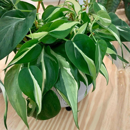 Philodendron Plant in 4 Inch Pot, Tropical Indoor Houseplant, Easy Care Foliage Plant for Home, Office, or Patio (Silver Stripe Philodendron)