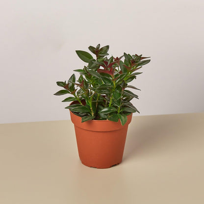 Nematanthus Black Goldfish Plant | Live Plant for Indoor & Outdoor | for Living Room, Office, Bathroom | (4" Pot)