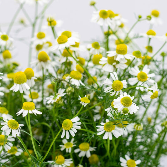 Clovers Garden Chamomile Herb Plants – Two (2) Live Plants – Non-GMO - Not Seeds - Each 4" to 8" Tall – in 4" Inch Pots - Attracts Polinators, Edible, Medicinal