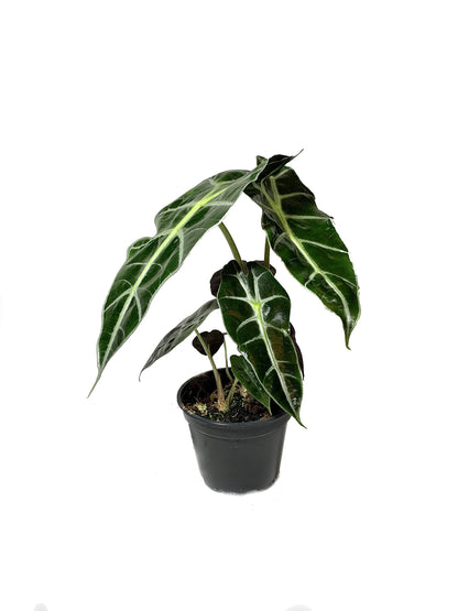 5 Pack Indoor Houseplant Collection - 5 Live Plants in 4 Inch Pots - Grower's Choice Based on Health, Beauty and Availability - Florist Quality Easy to Grow Air Purifying Indoor Plants