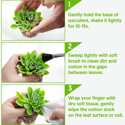 Sprout N Green Echeveria Big Red, Live Succulent Plant Fully Rooted in 4" Pots with Soil Mix, Real Houseplant for Indoor Outdoor Home Office Wedding Decoration Party Favor