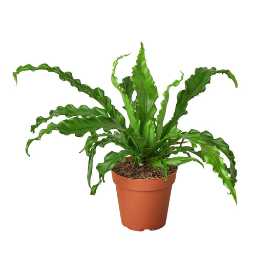 Bird’s Nest 'Victoria' Fern Size: | Live Plant for Indoor & Outdoor | for Living Room, Office, Bathroom | (4" Pot)
