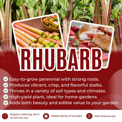 5 Rhubarb Roots for Planting, Crown Rhubarb Rhizomes Perennial Vegetable Plants, Cold Hardy Garden for Outdoor Growing