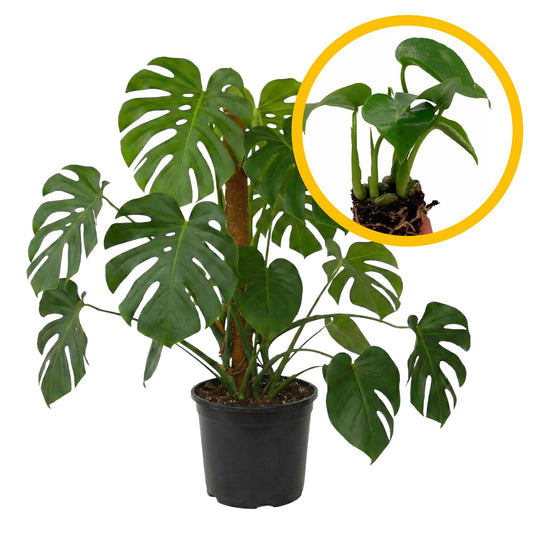ragnaroc Monstera Deliciosa 2-4" 1ct – Live Plant for Indoor Outdoor Use, Garden & Landscaping – Live Arrival Guaranteed