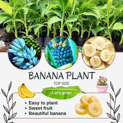 Banana Plant Live, Ice Cream Blue Banana Tree Live Plant, Hardy Banana Fruit Seedling 4 to 8 Inch Tall, Indoor Outdoor