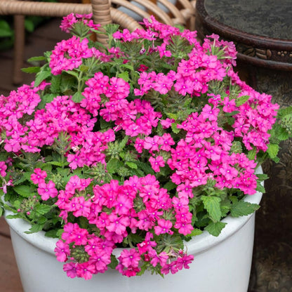 Pack 2 Pink Perennial Verbena Plants, Pink Verbena Live Plants, Verbena Flower Trailing Plants Live for Planting, Pink Verbena Plants in Zones 7 to 11