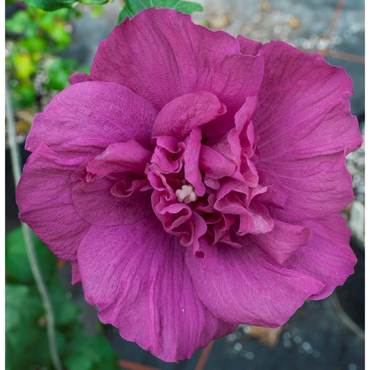 Proven Winners Magenta Chiffon Rose of Sharon (Hibiscus syriacus) Live Plant, 4.5" Qt, 4 Pack