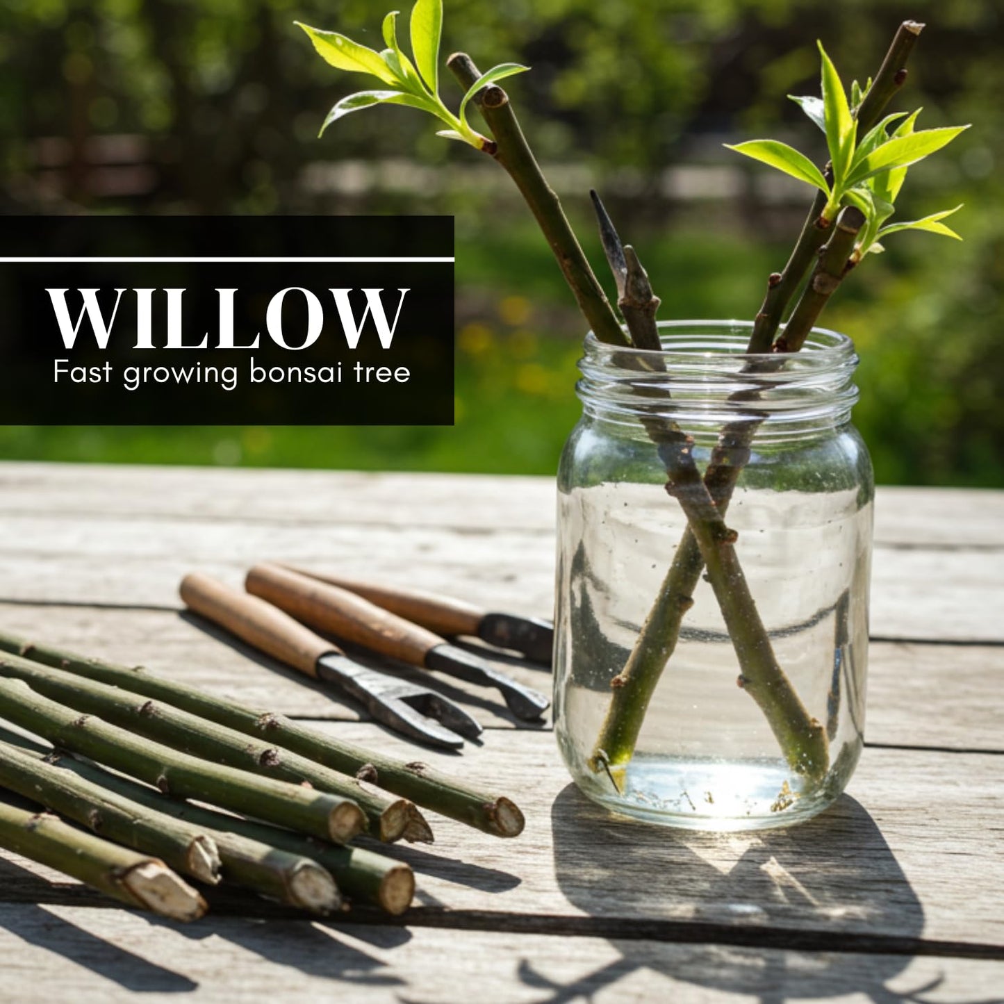 2 Miniature Weeping Willow Tree Cuttings to Grow - Stunning Weeping Branches are a Sight to See - Fast & Easy to Grow - Perfect for Indoor Pots or Outdoor Gardens, Unique Bonsai Gift for Gardeners