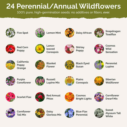 Eden Brothers Southeast Wildflower Mixed Seeds for Planting, 1/4 lb, 120,000+ Seeds with Cornflower, Blanket Flower | Attracts Pollinators, Plant in Spring or Fall, Zones 3, 4, 5, 6, 7, 8, 9, 10