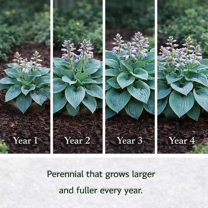 Hosta of the Year & Hard to Find - 3 Pack of the Unique Blue Hosta Bare Root Plants - Produces Tall, Sturdy Stems Adorned w/Stunning Powder Blue-Green Color Lavender Flowers