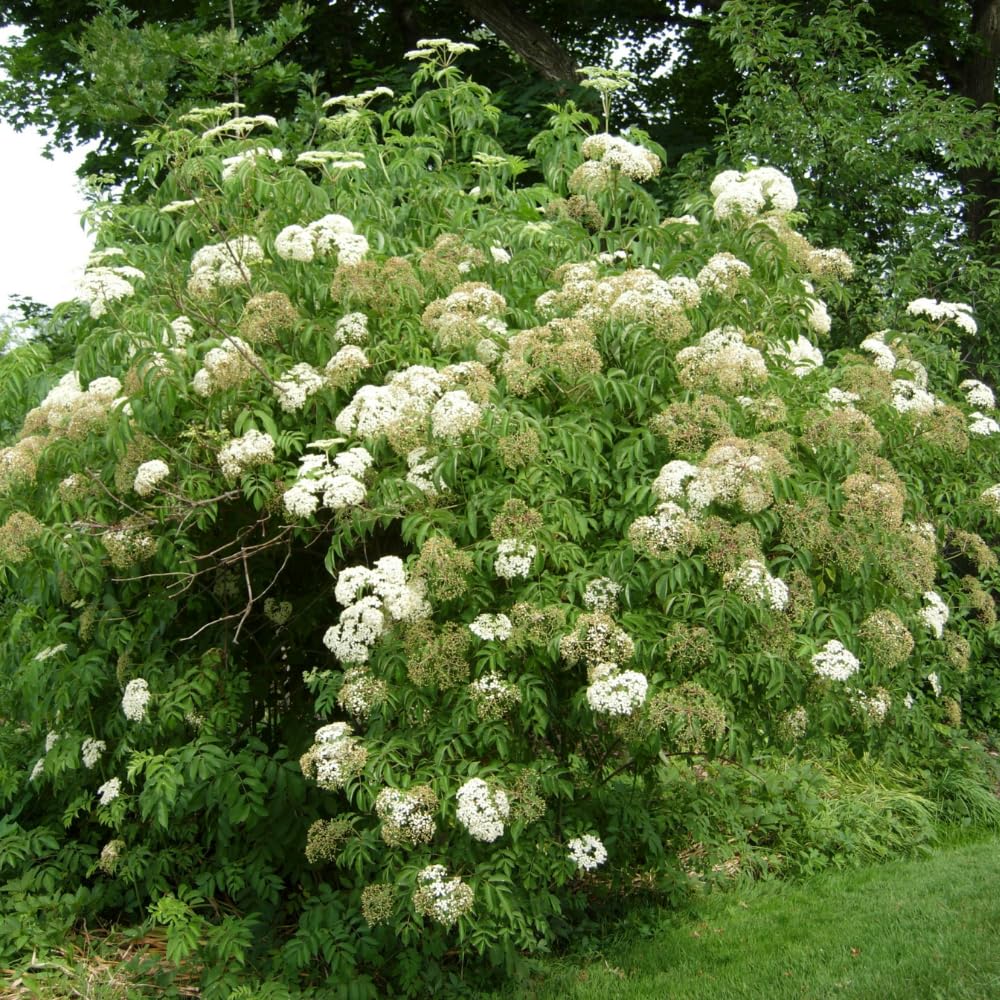 Elderberry Plant Live, 6-12" Height, Hardy Perennial Black Elderberry Bush for Outdoor Planting, in Pot