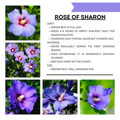 Althea Rose of Sharon Plant Live 6-13 Inc Tall, Hibiscus Syriacus Flowers Rose of Sharon Bush Shrub, in Pot (Purple)