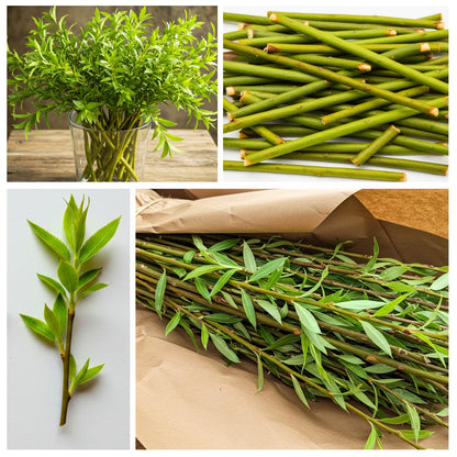 Natural Privacy Fence - 60 Ft Long - Grow 20 Fast Growing Hybrid Willow Trees - Up to 10 Feet First Year - Change The View